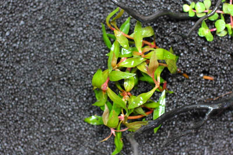 植栽直後　アルテルナンテラ　カーディナリス